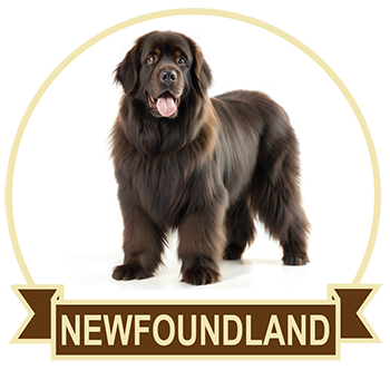 (image for) Newfoundland (NEWF144)